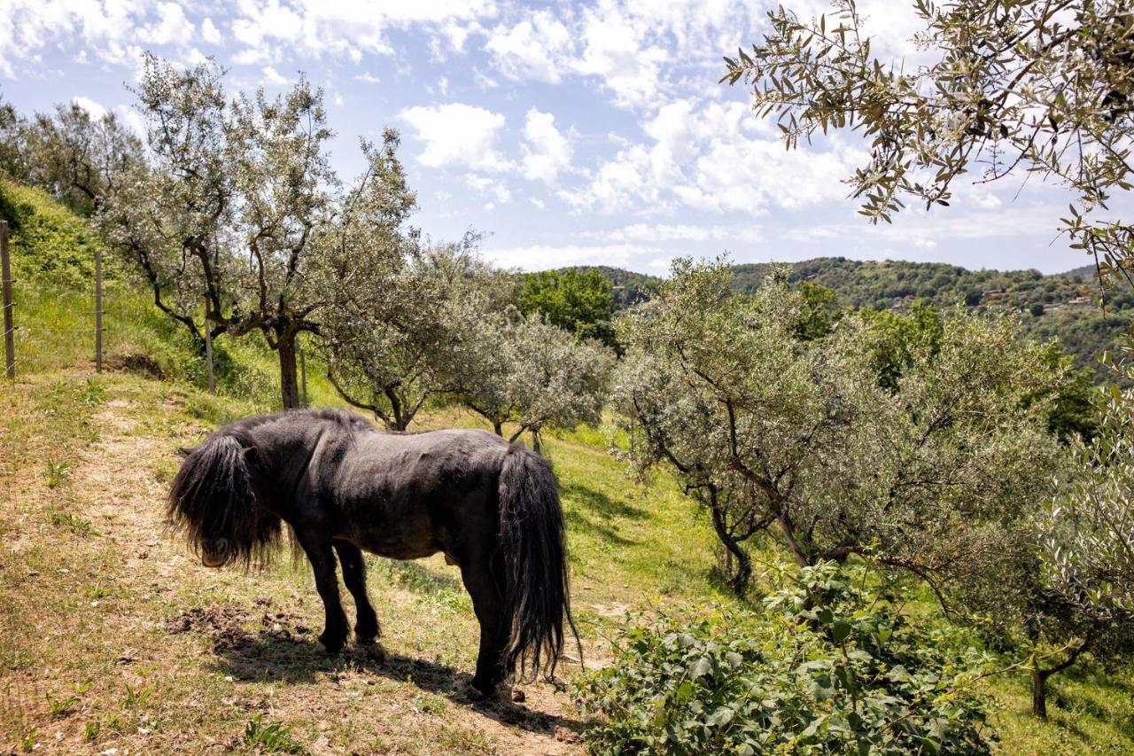 Il Poggio Degli Olivi Βίλα Bettona Εξωτερικό φωτογραφία